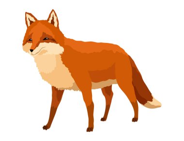 Kızıl Tilki. Tuhaf bir karakter, orman memelisi avcısı. Çizgi film orman hayvanı, yüzünde sevimli duygular olan memeli. Turuncu tilki, vahşi yaşam hayvanı, beyaz arka planda izole edilmiş..