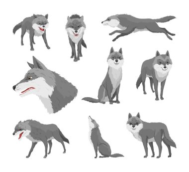 Gri kurt seti. Yırtıcı bir hayvan. Vahşi orman hayvanı. Damga, tişört ya da tipografi ya da rozet için vektör el çizimi eski eskiz.