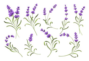 Lavanta seti. Lavantanın vektör çizimi, beyaz arka planda Provence çiçekleri. Lavanta çiçeklerinden bir takım elementler.