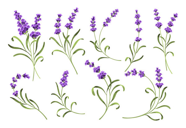 Лаванда готова. Векторная иллюстрация лаванды, цветы Прованса на белом фоне. Набор элементов из цветов лаванды.