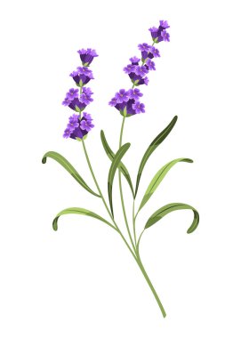 Lavanta. Lavantanın vektör çizimi, beyaz arka planda Provence çiçekleri. Lavanta çiçeklerinin elementi.