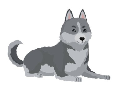 Şirin gri kurt pozu. Tehlikeli memeli hayvanın çizgi film karakteri. Beyaz arkaplanda izole edilmiş vektör düz illüstrasyon.