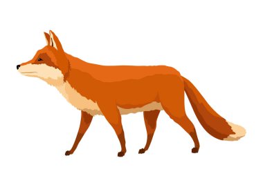 Kızıl Tilki. Tuhaf bir karakter, orman memelisi avcısı. Çizgi film orman hayvanı, yüzünde sevimli duygular olan memeli. Turuncu tilki, vahşi yaşam hayvanı, beyaz arka planda izole edilmiş..