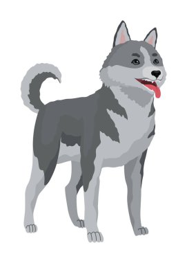 Şirin gri kurt pozu. Tehlikeli memeli hayvanın çizgi film karakteri. Beyaz arkaplanda izole edilmiş vektör düz illüstrasyon.
