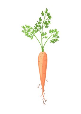Havuç yaşam döngüsü elementi. Üzerinde yapraklar ve portakal kökü olan havuç. Taze çizgi film, genç havuç. Sağlıklı sebze yemeği. İzole edilmiş beyaz arkaplanda vektör illüstrasyonu.