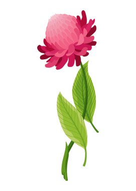 Zencefil kökü. Aromatik bitkisel baharat. Gıda malzemeleri, doğal bitki, çiçek. Çizgi filmlerdeki gibi taze ve çiğ sebzeler. Vektör illüstrasyonu beyaz arkaplanda izole edildi.