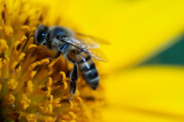 sarı bir çiçek pollinating arı.