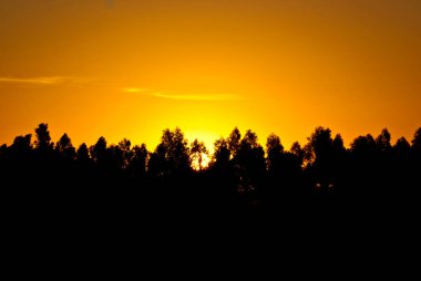 Landscape at sunset with silhouettes of trees dividing the horizon and an orange sky.