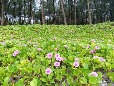 Purple flowers blooming on the coast.