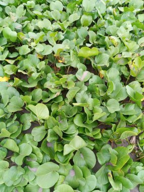 Bahçede yeşil yapraklar, bitkiler...