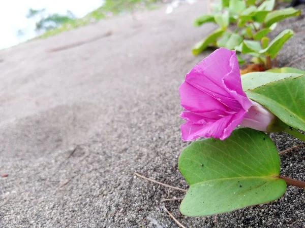 Krásné Růžové Květy Písku — Stock fotografie