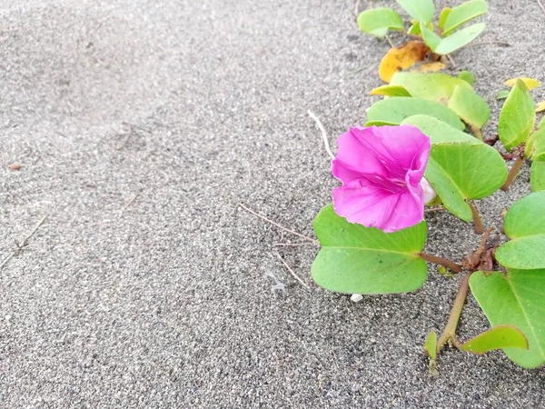 Růžová Květina Rostoucí Písku — Stock fotografie