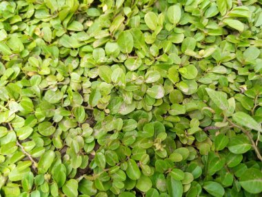 background of the leaves of a bush with a green wall