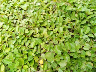 arka planı yeşil çimen yaprakları