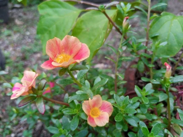 Selektivní Ostření Záběr Krásné Růžové Portulaca Zahradě — Stock fotografie