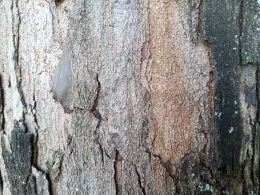 Bir ağaç kabuğuna yakın.