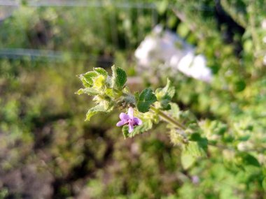 Çayırda büyüyen yabani çiçekler.