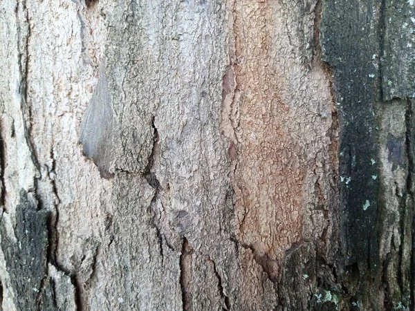 stock image Close up of a tree bark