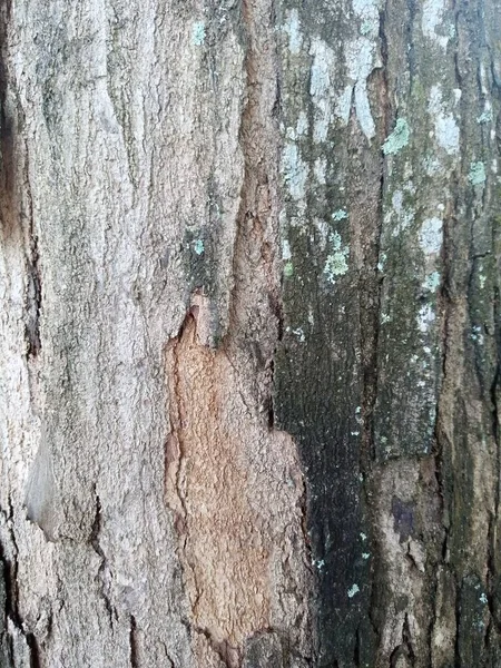 stock image tree bark texture. wood background