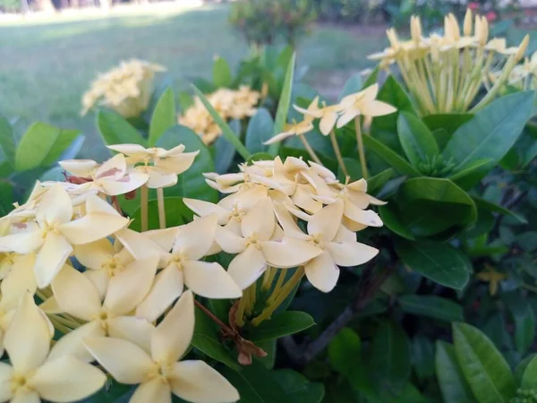Gele Asoka Bloemen Bloeien Tuin — Stockfoto