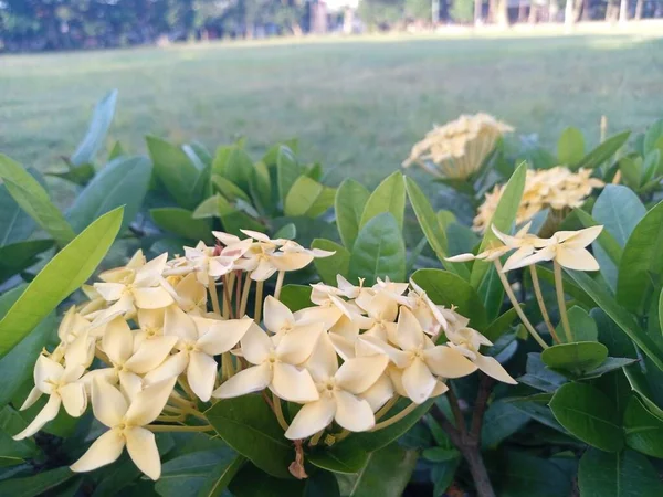Žluté Květy Ašoka Kvetou Zahradě — Stock fotografie
