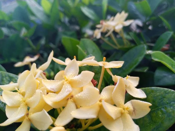 Саду Цветут Желтые Цветы Асоки — стоковое фото