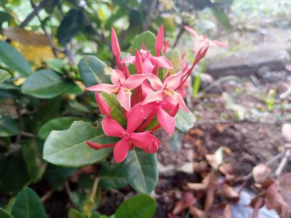 Rote Asoka Blumen Blühen Garten — Stockfoto