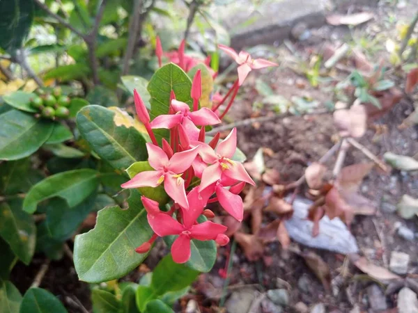 Κόκκινα Λουλούδια Asoka Ανθίζουν Στον Κήπο — Φωτογραφία Αρχείου