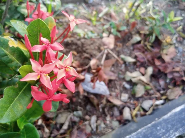 Rode Asoka Bloemen Bloeien Tuin — Stockfoto