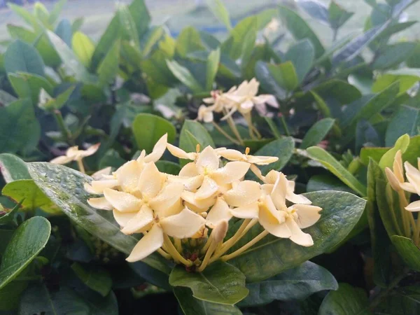 Žluté Květy Ašoka Kvetou Zahradě — Stock fotografie