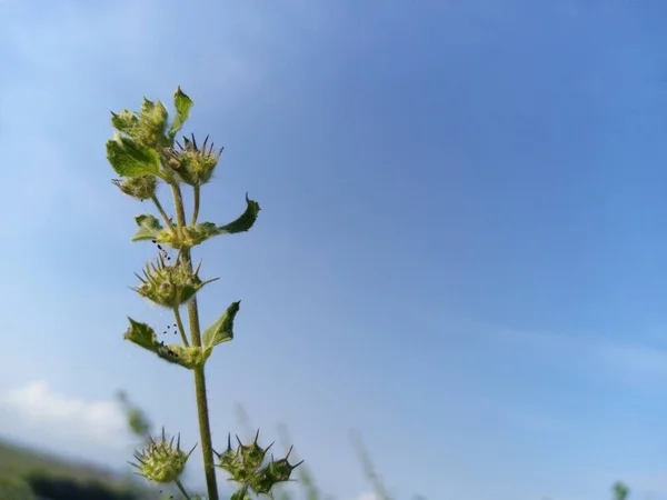 Çayırda büyüyen yabani çiçekler.
