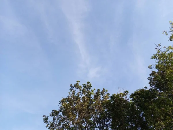 stock image Leafy tree under a clear sky