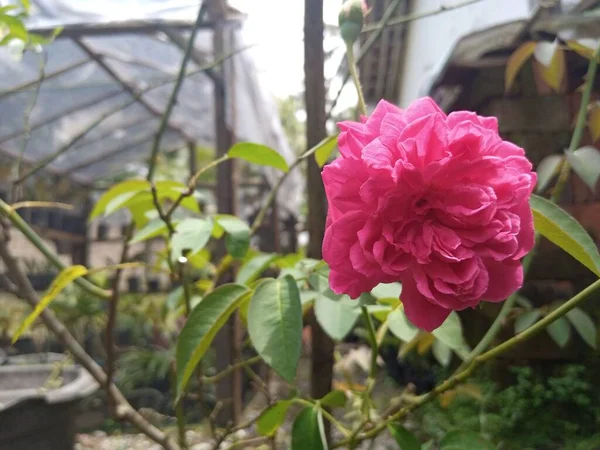 庭の美しい赤いバラ — ストック写真