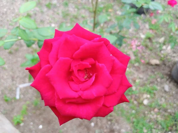 Piękna Róża Ogrodzie — Zdjęcie stockowe