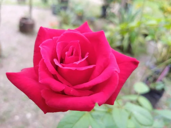 Schöne Rose Garten — Stockfoto