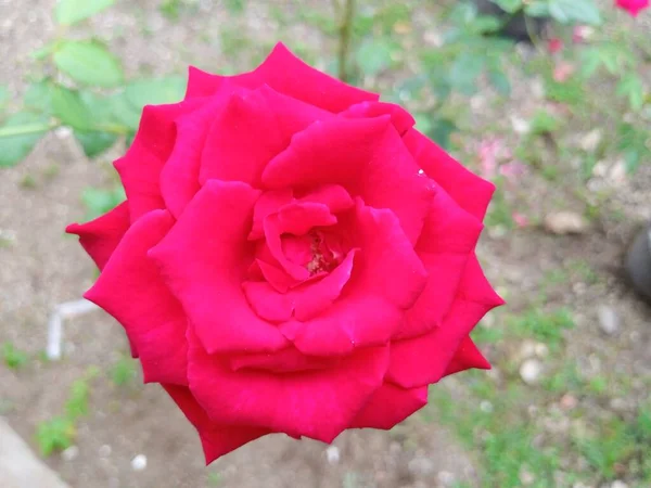 Piękne Róże Rozmytym Naturalnym Tle Widok Bliska — Zdjęcie stockowe