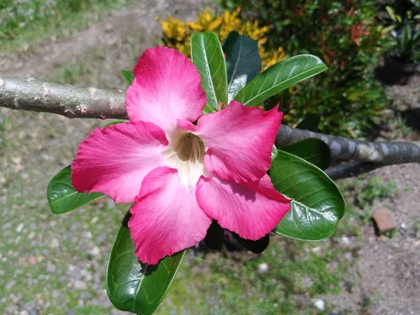 Bahçedeki pembe çiçek