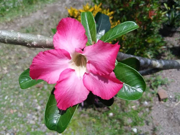 Close Flor Rosa Branca Jardim — Fotografia de Stock