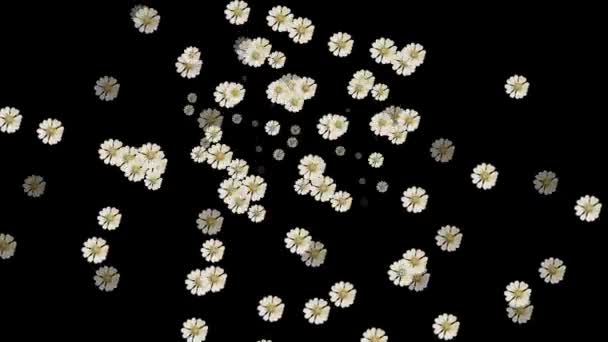 Vídeo Lluvia Flores Zinnia Blanca Sobre Fondo Negro — Vídeos de Stock
