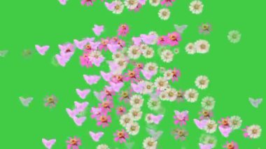 Dağınık zinnia çiçeklerinin animasyon videosu.