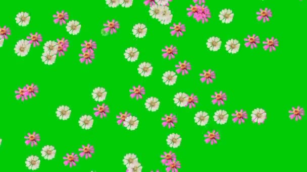 흩어진 지니아 꽃들의 — 비디오