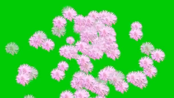 Animowany Film Rozrzuconymi Kwiatami Mimozy — Wideo stockowe