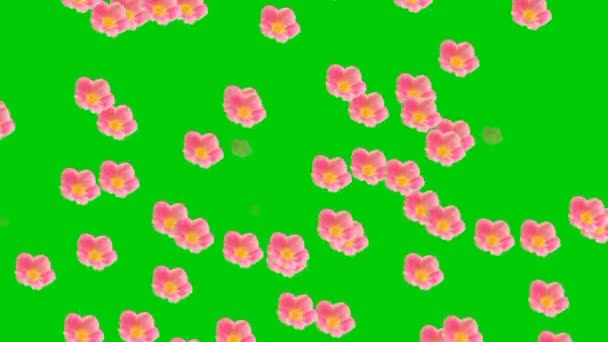 Animated Video Flower Rain Green Background — Stock Video