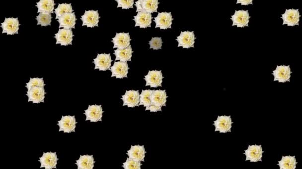 Animatie Video Van Bloemenregen Met Een Zwarte Achtergrond — Stockvideo