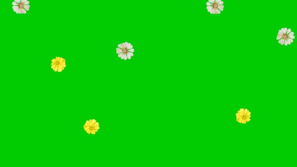 Animowane Wideo Kwiatowym Deszczem Zielonym Tłem — Wideo stockowe