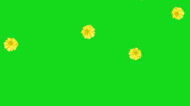 Çiçek yağmuru videoları romantik temalar için uygundur.