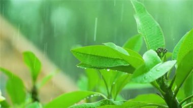 Yağmur damlalı bitki yaprağı