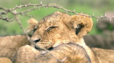 Sevimli bebek aslan yavrusu, Aslan yavrusu yeşil alanda uyuyor.
