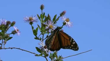 Kozmosa tünemiş turuncu kelebek. Arka planda mavi gökyüzü.