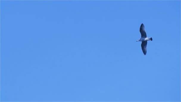 Una Gaviota Volando Alto Viento Con Hermoso Fondo Azul Del — Vídeo de stock